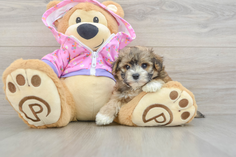 Maltipoo Pup Being Cute