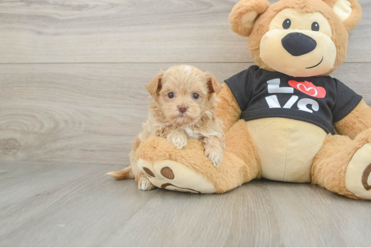 Maltipoo Pup Being Cute
