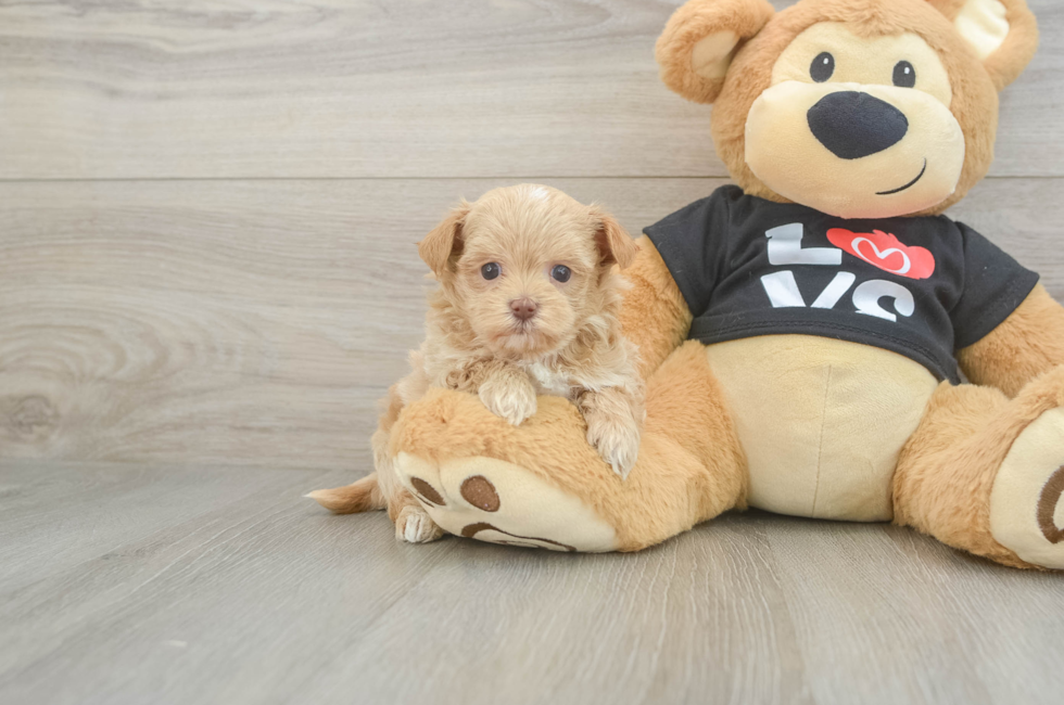 5 week old Maltipoo Puppy For Sale - Lone Star Pups