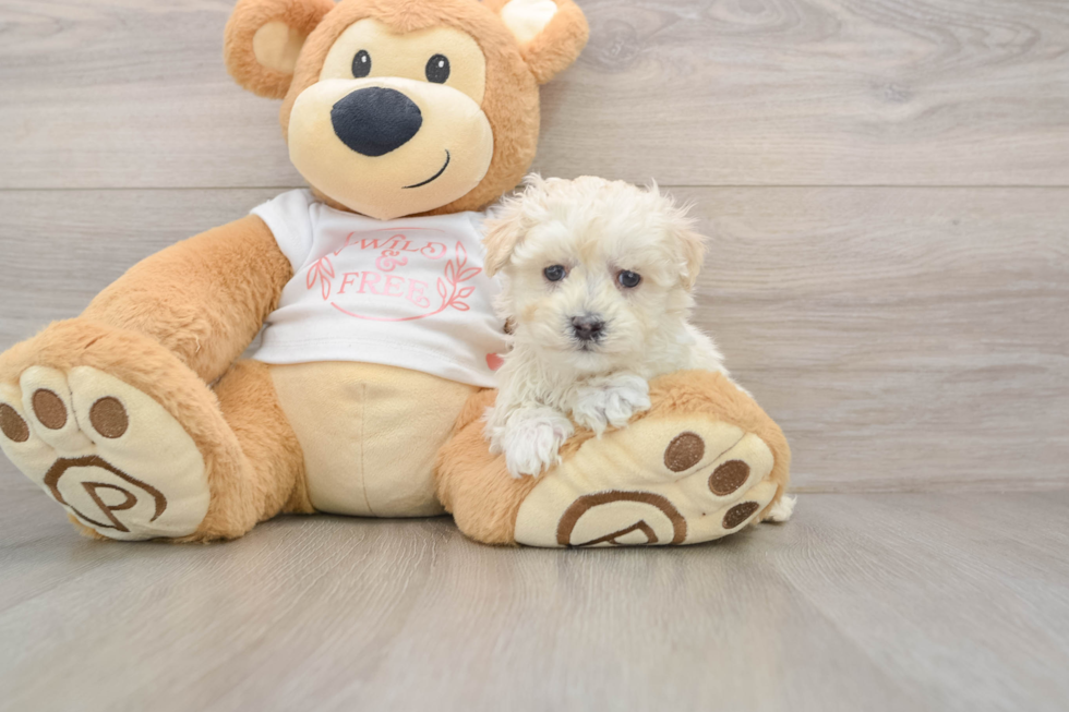 Small Maltipoo Baby