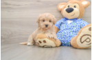 Maltipoo Pup Being Cute