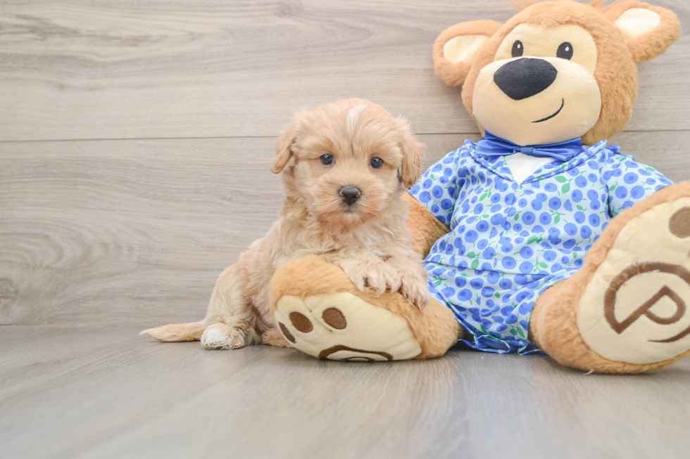 Maltipoo Pup Being Cute