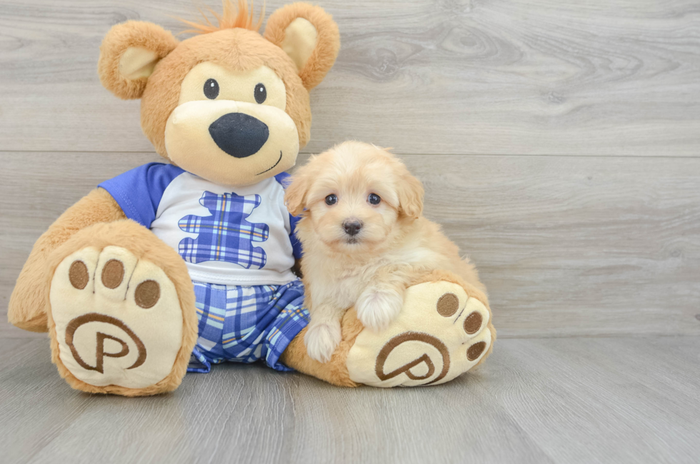 6 week old Maltipoo Puppy For Sale - Lone Star Pups