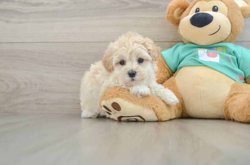 5 week old Maltipoo Puppy For Sale - Lone Star Pups