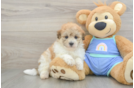 Hypoallergenic Malt a Poo Poodle Mix Puppy