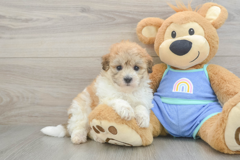 Hypoallergenic Malt a Poo Poodle Mix Puppy