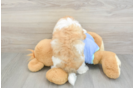 Popular Maltipoo Poodle Mix Pup