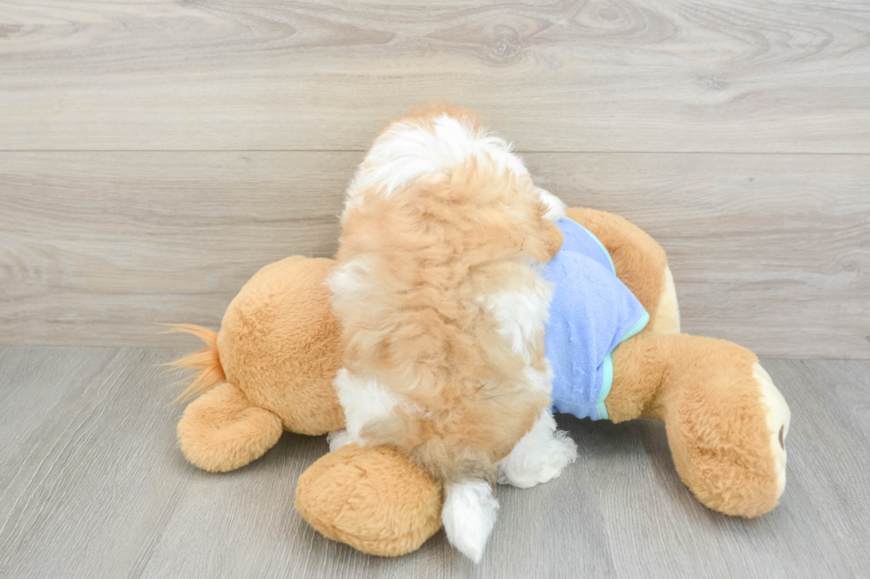 Popular Maltipoo Poodle Mix Pup