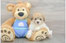 Energetic Maltidoodle Poodle Mix Puppy