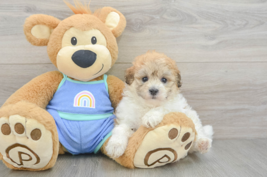 Energetic Maltidoodle Poodle Mix Puppy