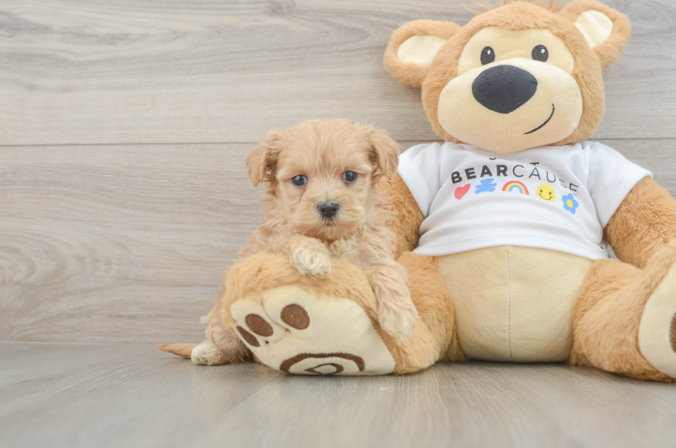 6 week old Maltipoo Puppy For Sale - Lone Star Pups