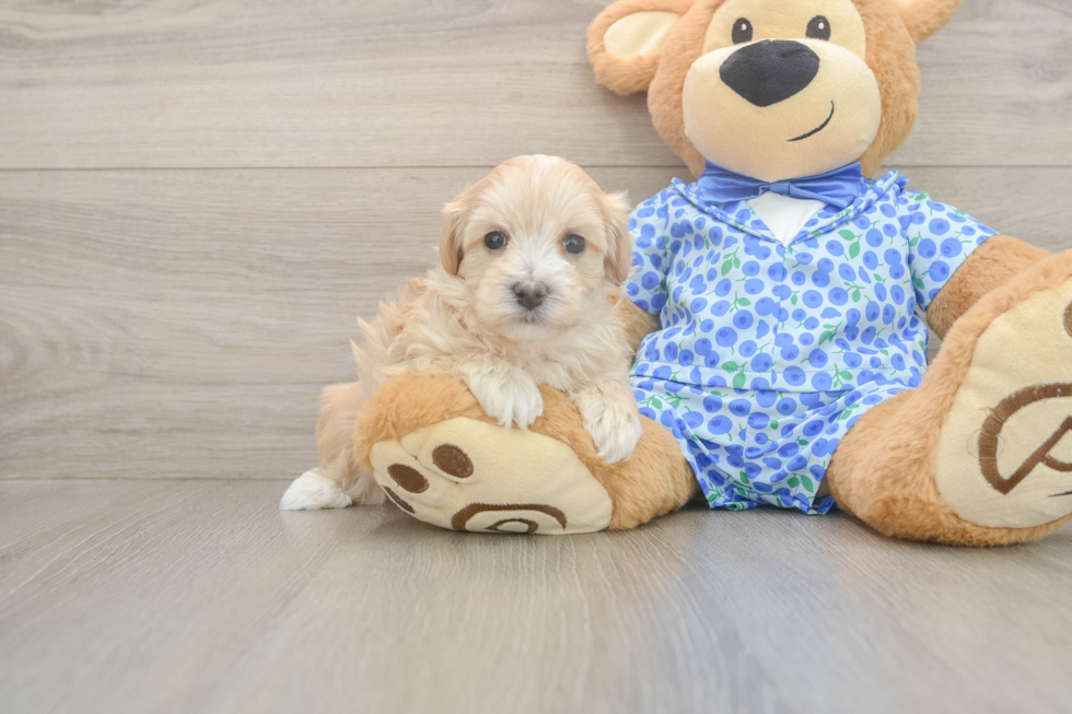 Meet Lace - our Maltipoo Puppy Photo  2/3 - Lone Star Pups Cute Maltipoo Baby