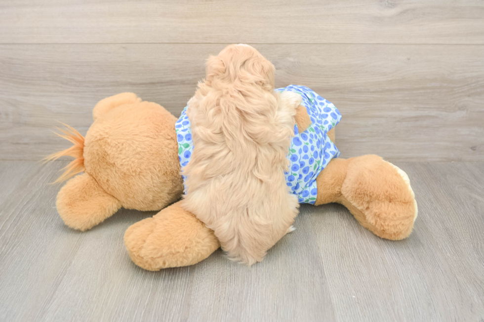 Meet Lace - our Maltipoo Puppy Photo  3/3 - Lone Star Pups Playful Maltepoo Poodle Mix Puppy