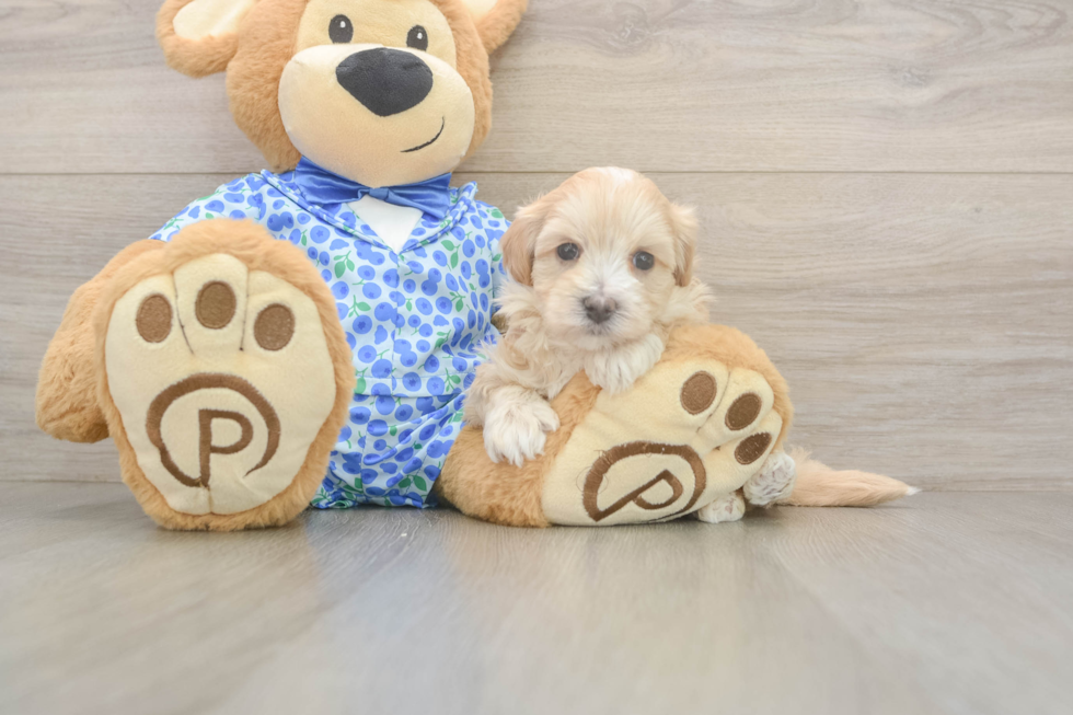Meet Lace - our Maltipoo Puppy Photo  1/3 - Lone Star Pups Popular Maltipoo Poodle Mix Pup