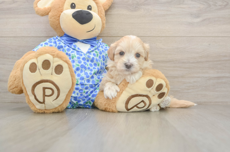 5 week old Maltipoo Puppy For Sale - Lone Star Pups