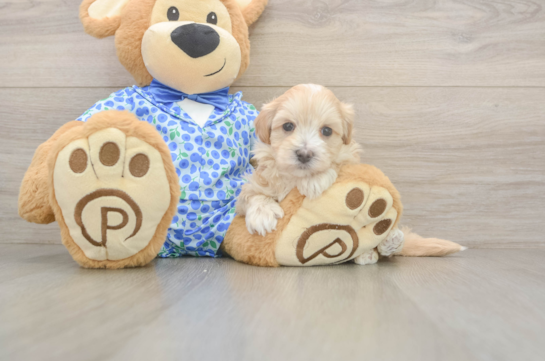 5 week old Maltipoo Puppy For Sale - Lone Star Pups Popular Maltipoo Poodle Mix Pup