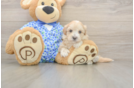 Meet Lace - our Maltipoo Puppy Photo  1/3 - Lone Star Pups Popular Maltipoo Poodle Mix Pup