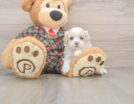 8 week old Maltipoo Puppy For Sale - Lone Star Pups