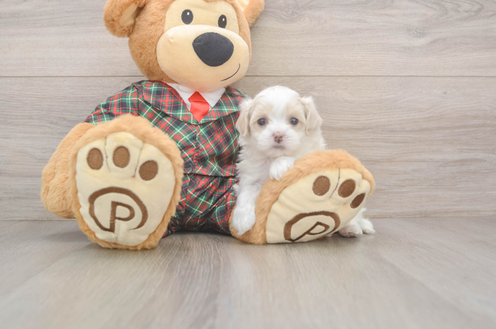 5 week old Maltipoo Puppy For Sale - Lone Star Pups