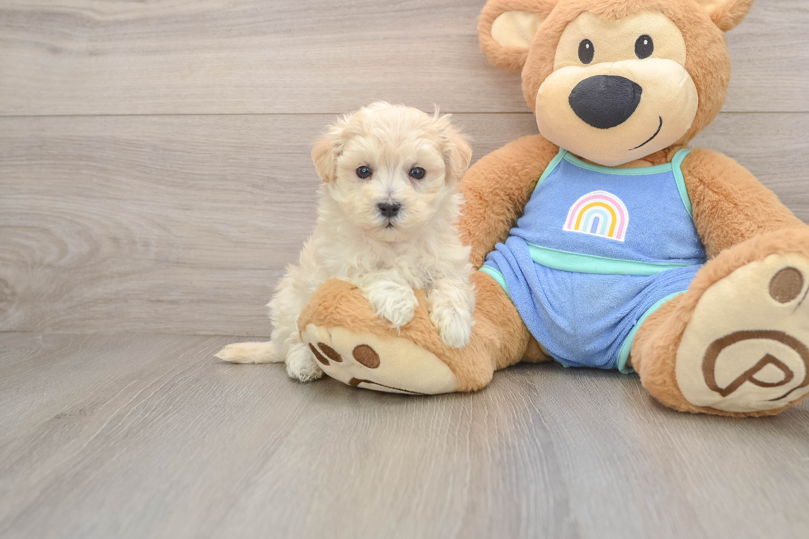 Maltipoo Pup Being Cute