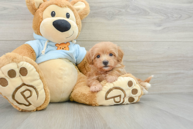 Maltipoo Pup Being Cute