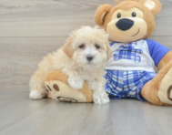 9 week old Maltipoo Puppy For Sale - Lone Star Pups