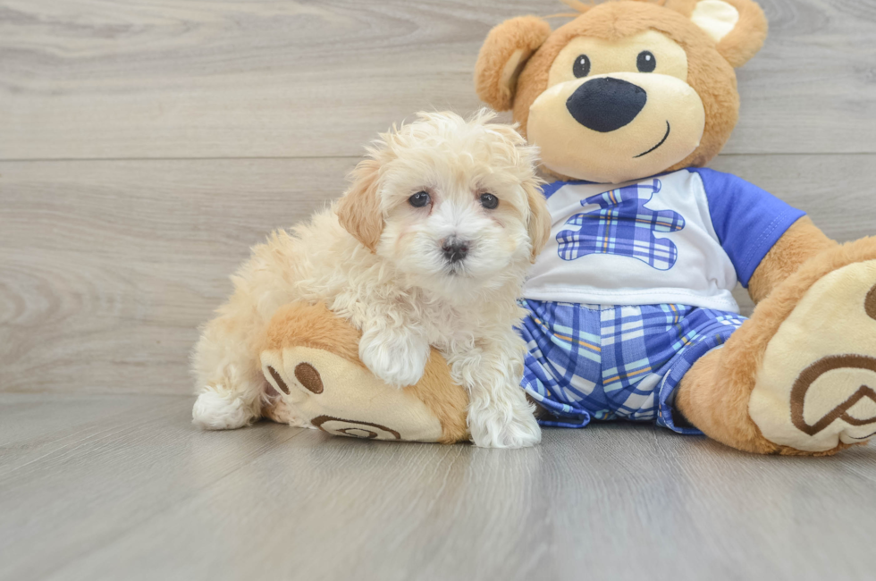 7 week old Maltipoo Puppy For Sale - Lone Star Pups