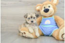 Maltipoo Pup Being Cute