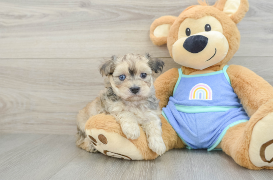 Maltipoo Pup Being Cute