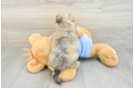 Best Maltipoo Baby