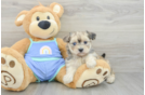 Maltipoo Pup Being Cute