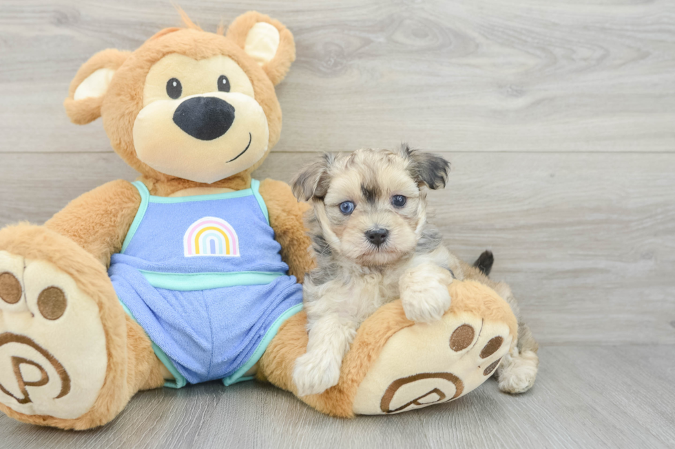 Maltipoo Pup Being Cute