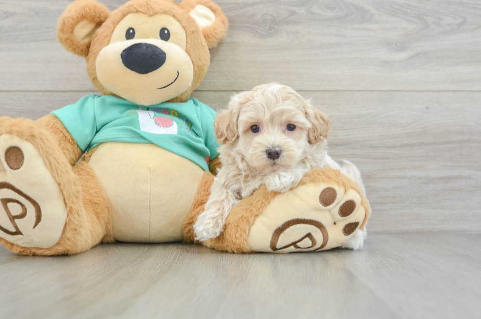 6 week old Maltipoo Puppy For Sale - Lone Star Pups