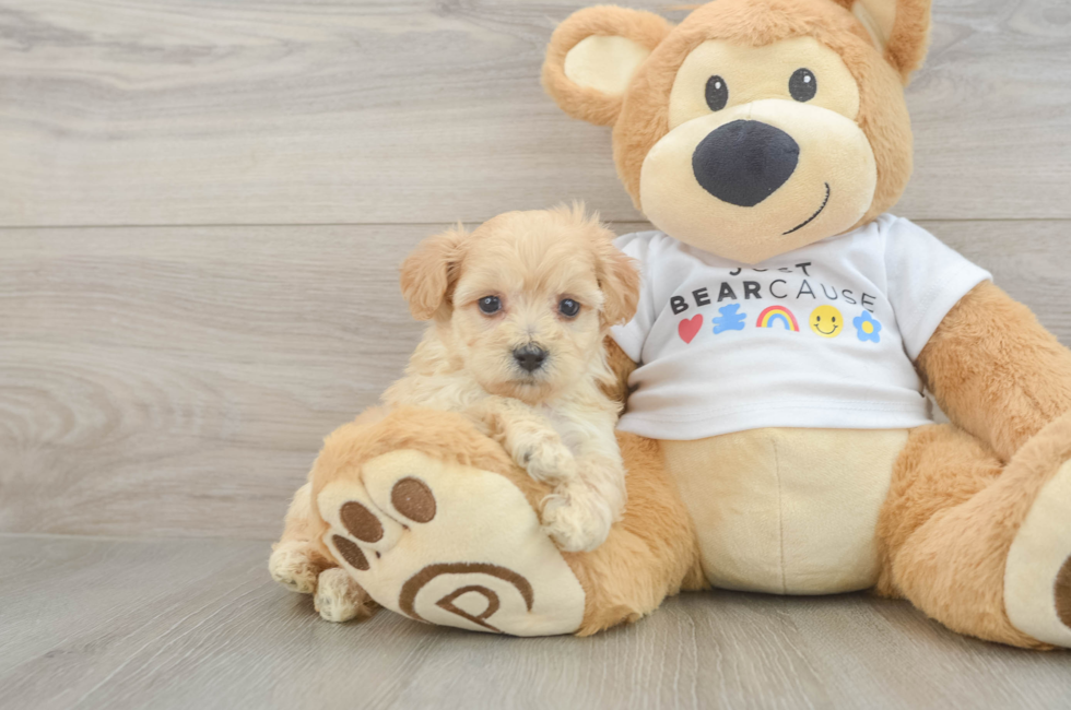 6 week old Maltipoo Puppy For Sale - Lone Star Pups