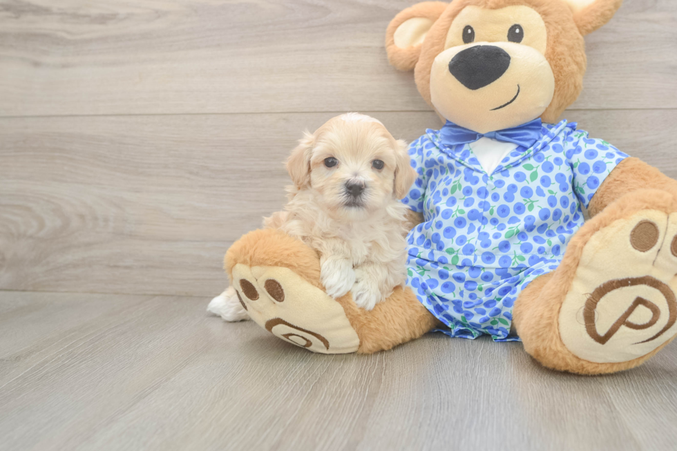 Meet Lawson - our Maltipoo Puppy Photo  1/3 - Lone Star Pups Cute Maltipoo Baby
