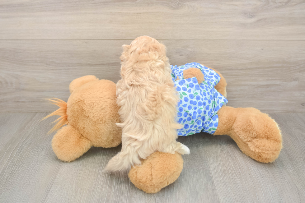 Meet Lawson - our Maltipoo Puppy Photo  3/3 - Lone Star Pups Sweet Maltipoo Baby