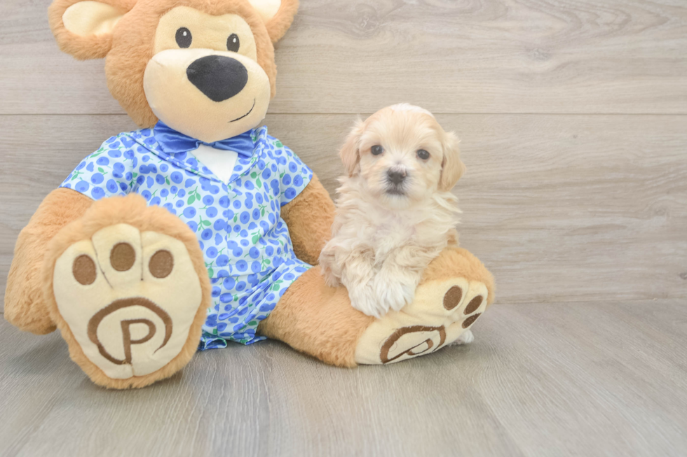 Meet Lawson - our Maltipoo Puppy Photo  2/3 - Lone Star Pups Maltipoo Pup Being Cute
