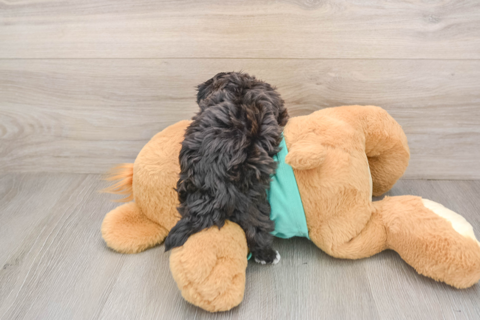Best Maltipoo Baby