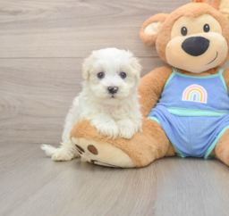 8 week old Maltipoo Puppy For Sale - Lone Star Pups