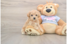 Maltipoo Puppy for Adoption