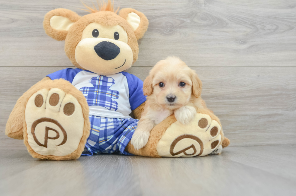 6 week old Maltipoo Puppy For Sale - Lone Star Pups