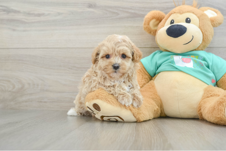 Maltipoo Puppy for Adoption