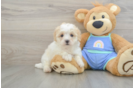 Happy Maltipoo Baby