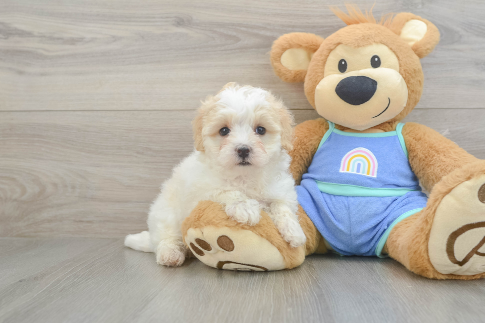 Happy Maltipoo Baby