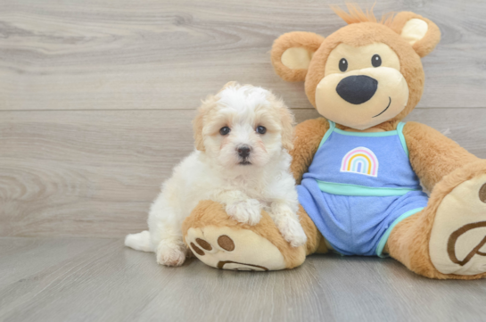 Happy Maltipoo Baby
