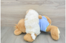 Playful Maltese Poodle Poodle Mix Puppy