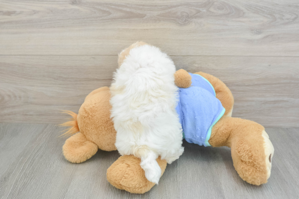 Playful Maltese Poodle Poodle Mix Puppy