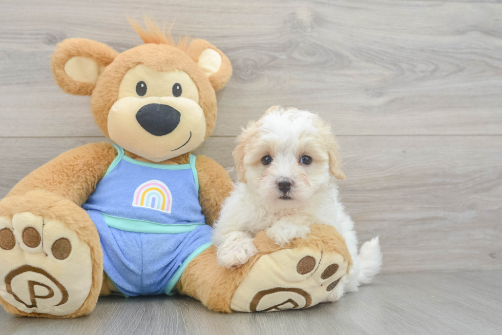 Maltipoo Puppy for Adoption