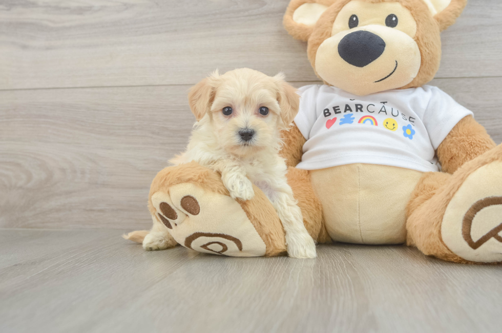 6 week old Maltipoo Puppy For Sale - Lone Star Pups