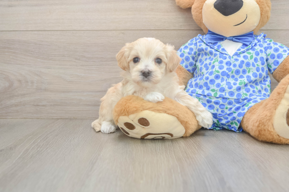 Meet Layla - our Maltipoo Puppy Photo  2/3 - Lone Star Pups Maltipoo Puppy for Adoption